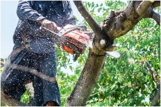 tree services Tasley